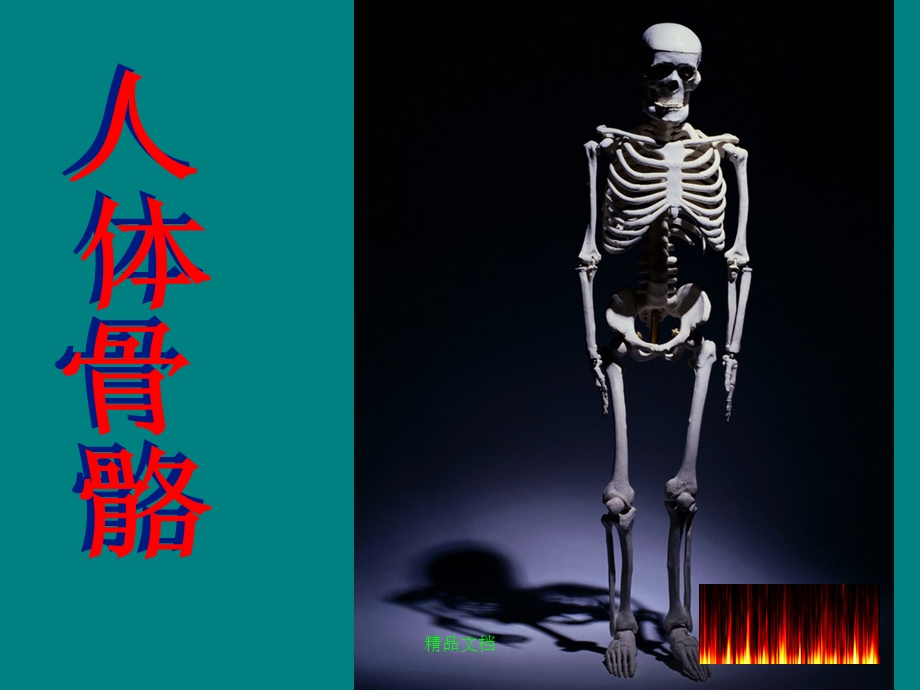 人体骨骼概述ppt课件.ppt_第2页