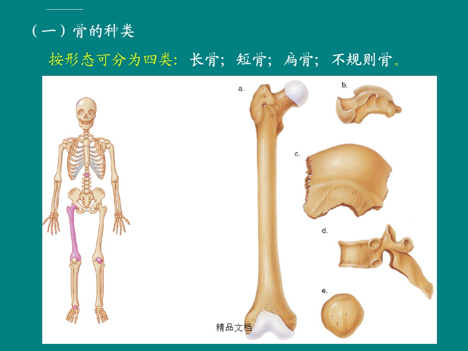 人体骨骼概述ppt课件.ppt_第3页