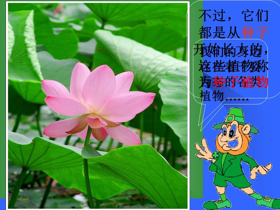 《种子植物》PPT课件.ppt_第1页