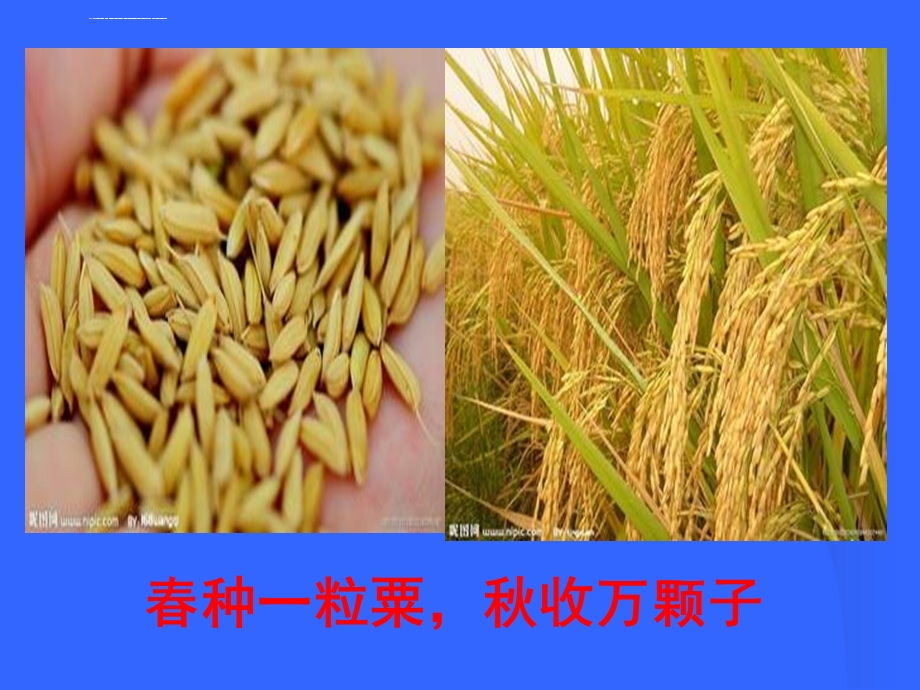 《种子植物》PPT课件.ppt_第2页