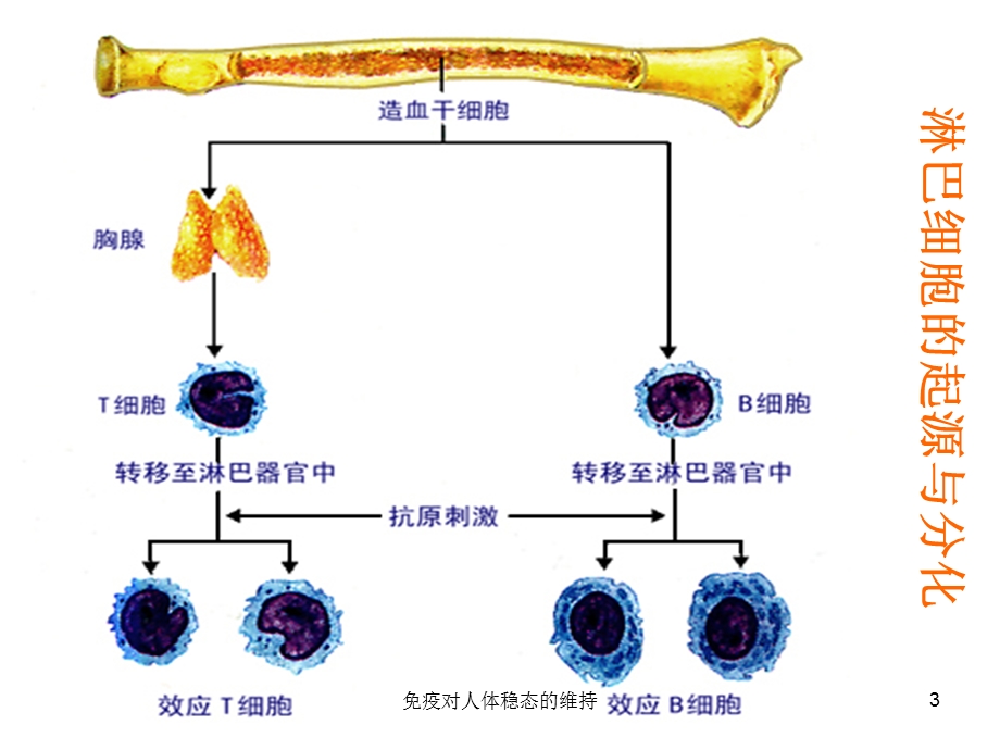 免疫对人体稳态的维持培训课件.ppt_第3页