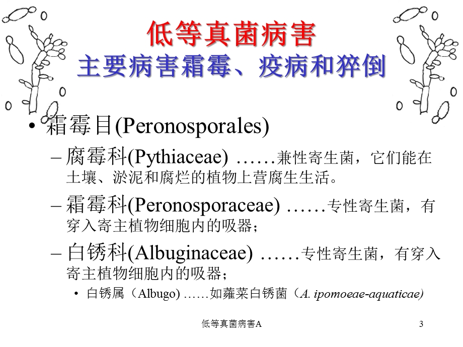 低等真菌病害A课件.ppt_第3页