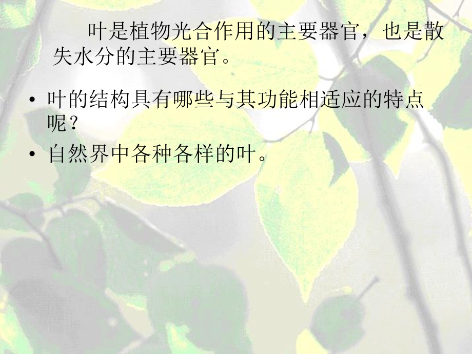 《植物的叶与蒸腾作用》ppt(完美版)课件.pptx_第2页