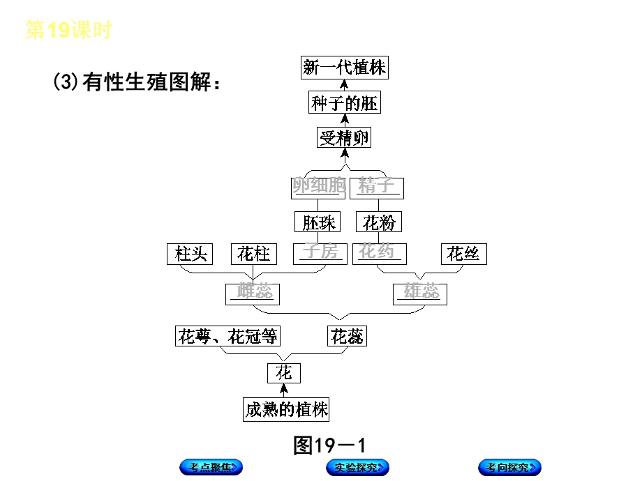 北京专版中考生物复习方案主题七生物的生殖发育和遗传变异第19课时动植物的生殖和发育课件.ppt_第3页