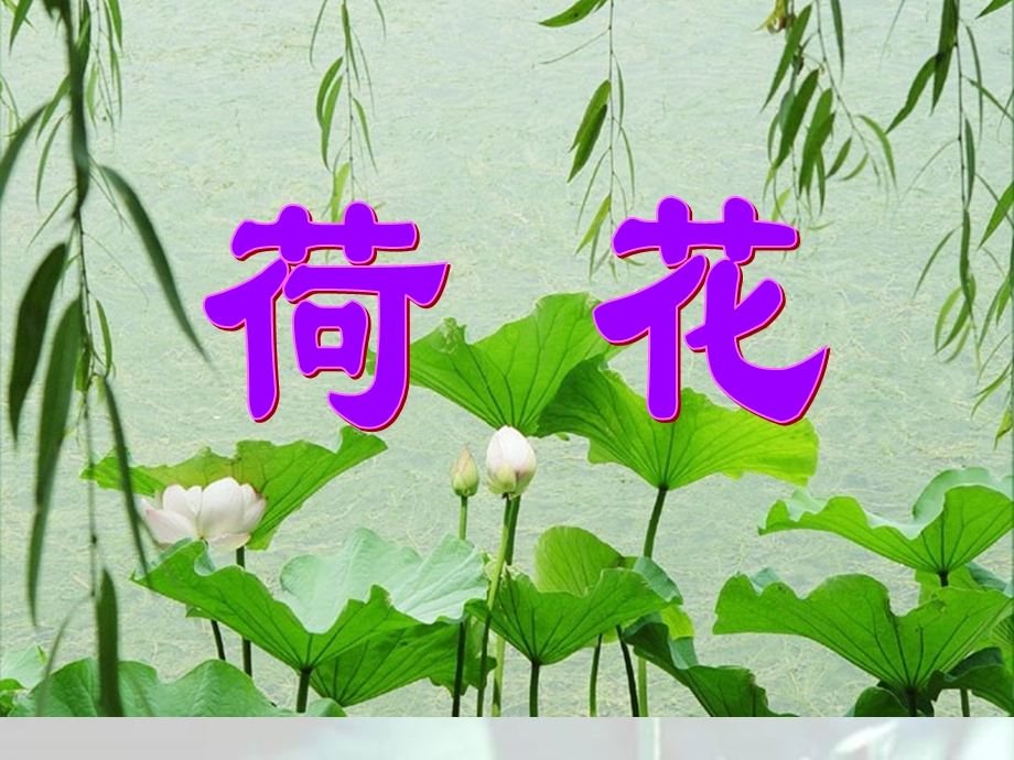 《荷花》PPT课件.ppt_第2页