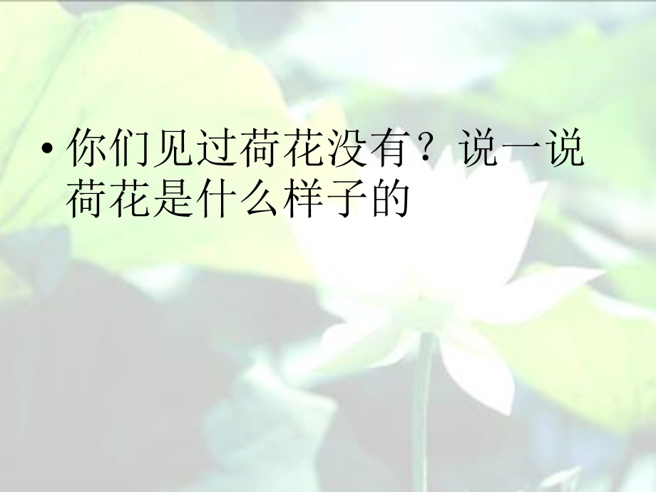 《荷花》PPT课件.ppt_第3页