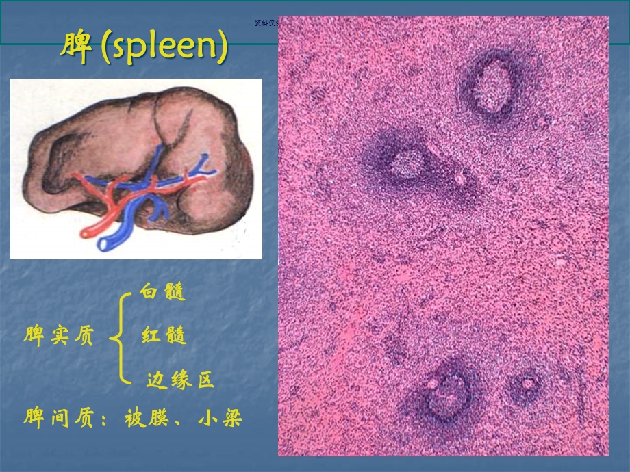 免疫系统组成及各部分结构观察课件.ppt_第3页