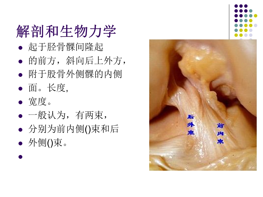 关节镜下自体肌腱移植重建前交叉韧带课件.ppt_第3页