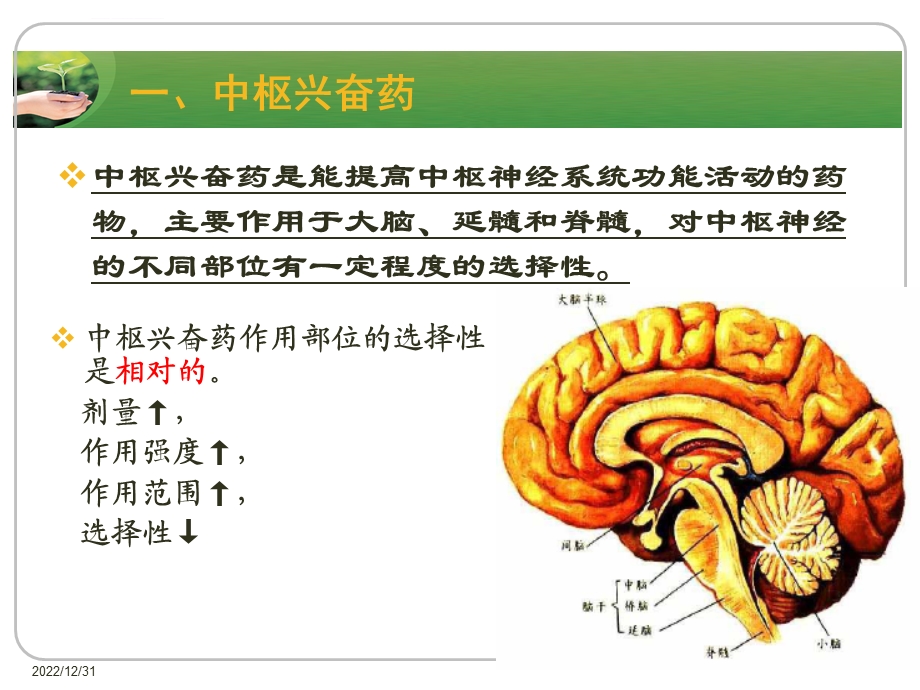 中枢兴奋药及利尿药ppt课件.ppt_第2页