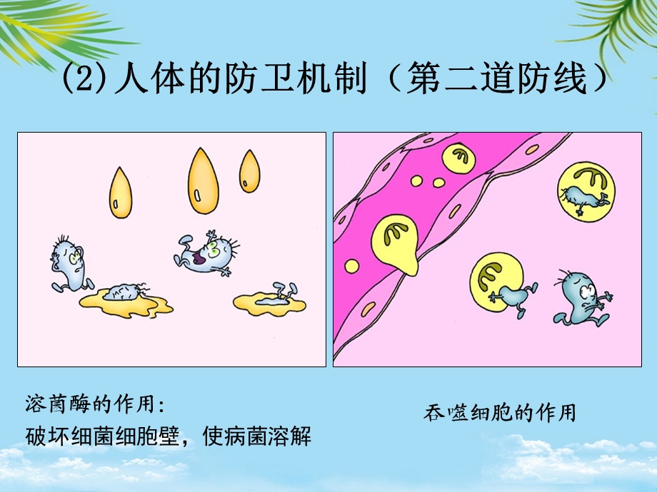 免疫调节试讲全面版课件.ppt_第3页