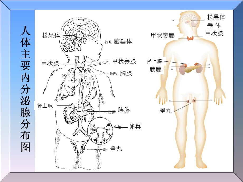 人体解剖学内分泌系统ppt课件.ppt_第3页