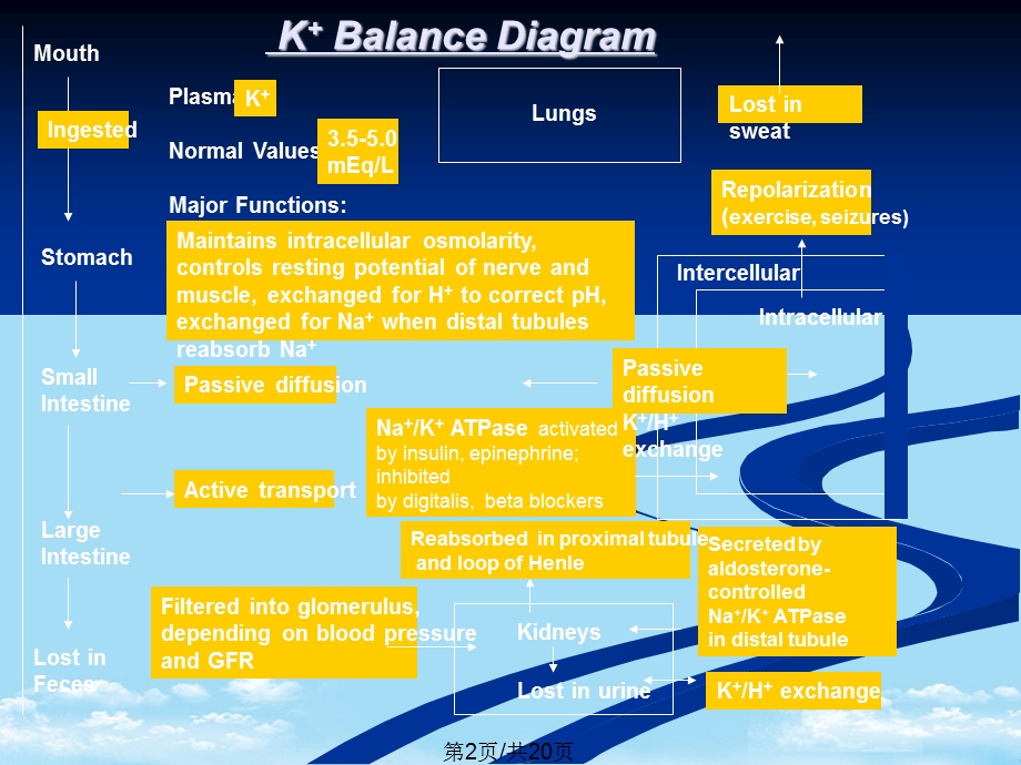 低钾血症学习全面版课件.pptx_第2页