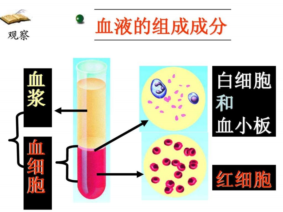 初中生物初三循环系统复习课件.ppt_第3页