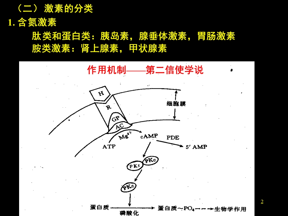 促甲状腺激素释放激素课件.pptx_第2页