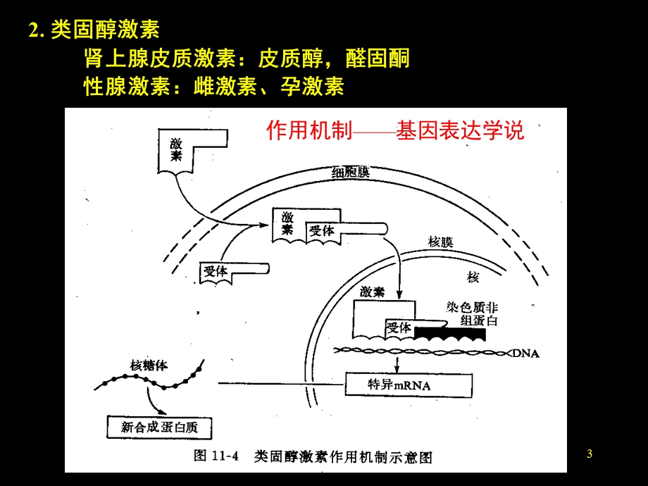 促甲状腺激素释放激素课件.pptx_第3页