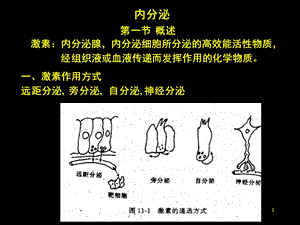 促甲状腺激素释放激素课件.pptx