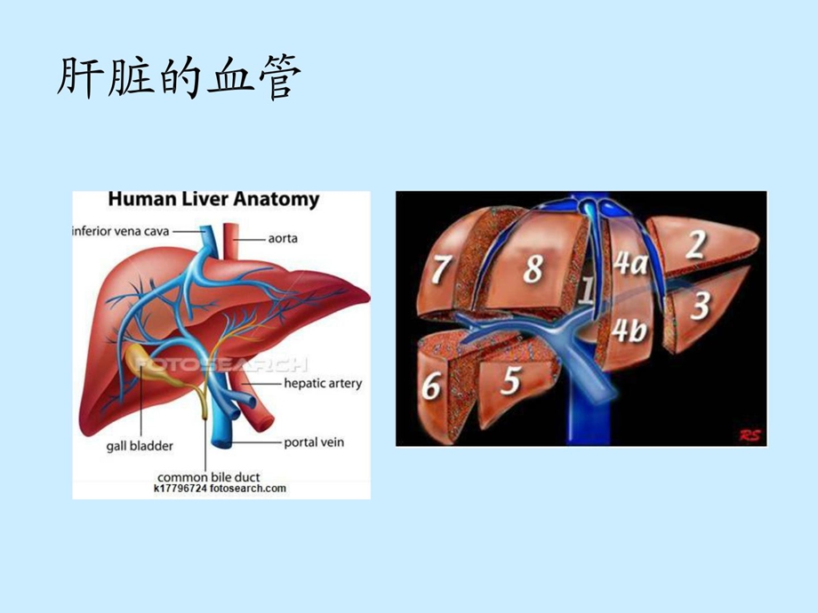 内科(肝硬化课件).ppt_第2页