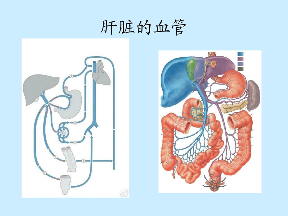 内科(肝硬化课件).ppt_第3页