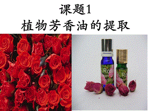 专题6植物有效成分的提取ppt课件.ppt