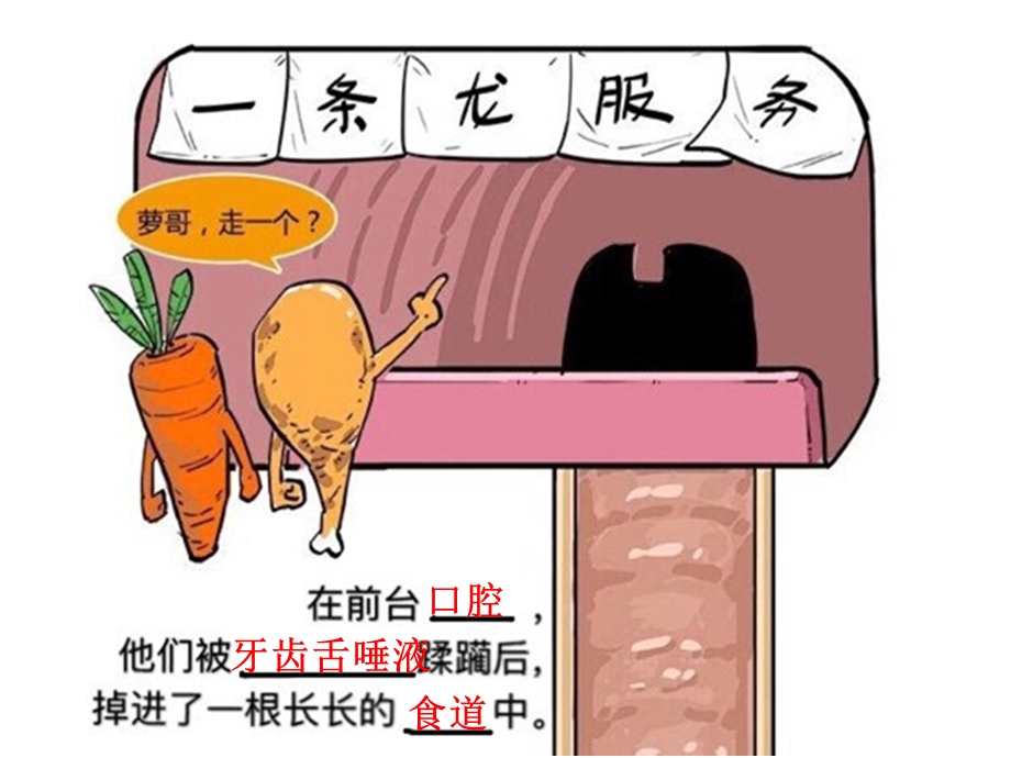 初中生物 消化和吸收教学课件设计.ppt_第3页