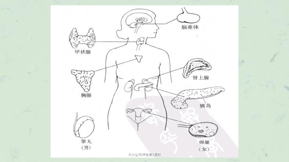 内分泌和神经第5课时课件.ppt_第3页
