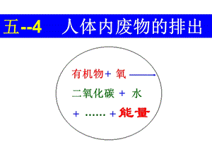 专题五—4人体内废物的排出ppt课件.ppt