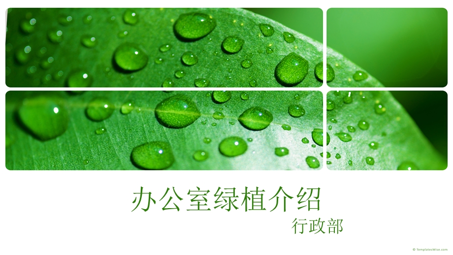 办公室绿植介绍教材课件.ppt_第1页