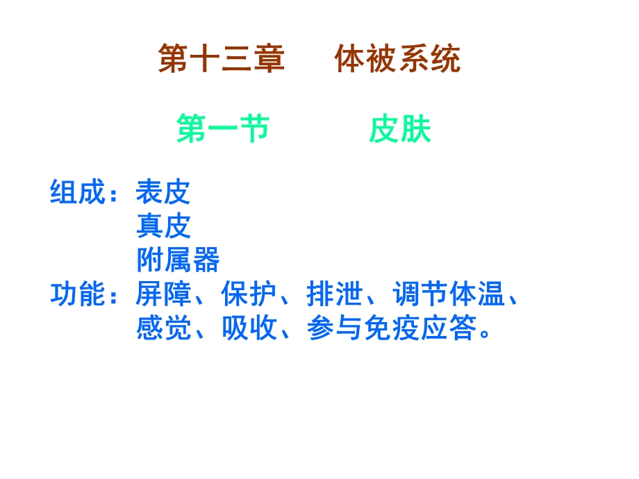 人体解剖学体被系统ppt课件.ppt_第3页