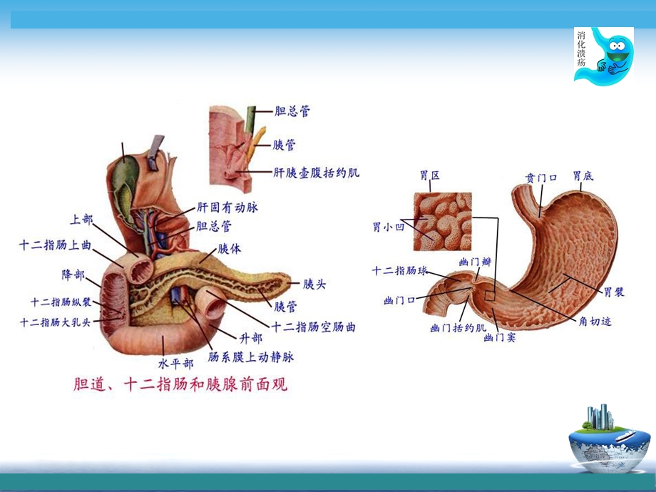 公开课消化性溃疡病人护理评估课件.ppt_第2页