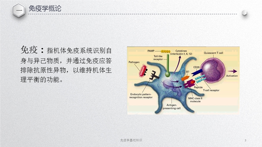 免疫学基础知识培训课件.ppt_第3页