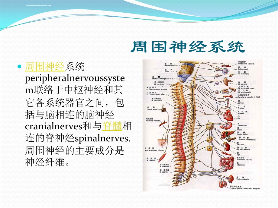 中枢性面瘫与周围性面瘫的区别ppt课件.ppt_第3页