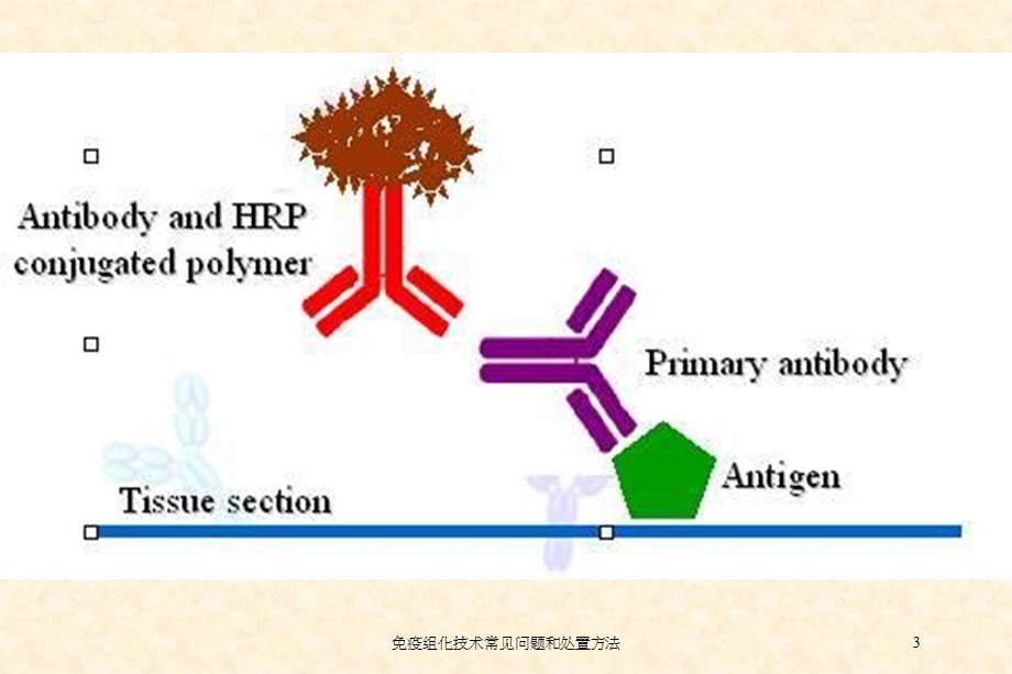 免疫组化技术常见问题和处置方法培训课件.ppt_第3页