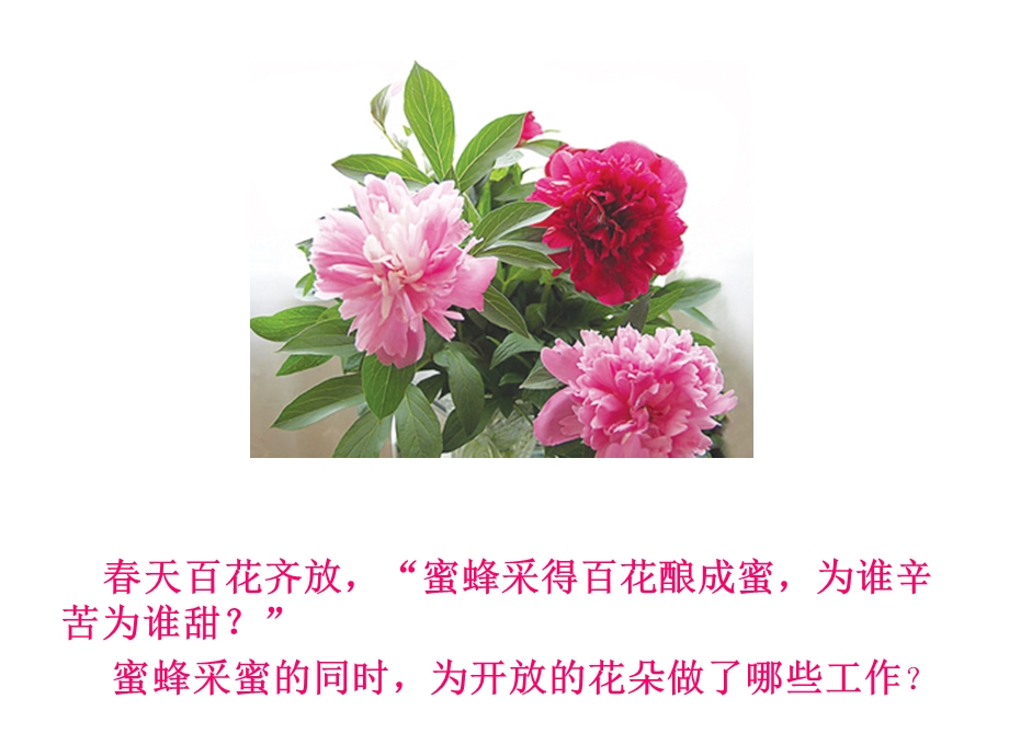 传粉与受精济南版课件.ppt_第1页