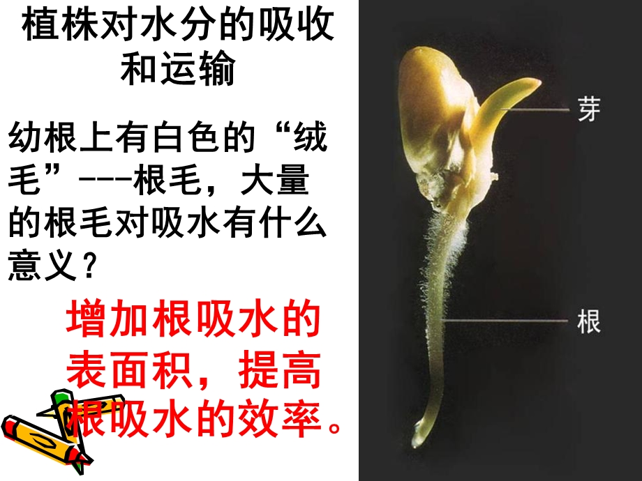 人教版七年级生物绿色植物与生物圈的水循环PPT课件.ppt_第3页