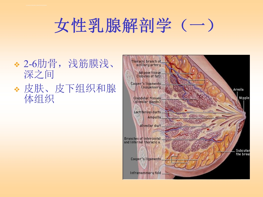 乳腺疾病的诊断与治疗ppt课件.ppt_第2页