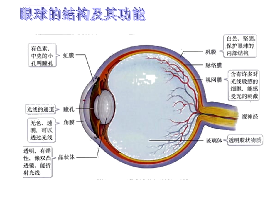 人体生命活动的调节复习课ppt课件.ppt_第3页