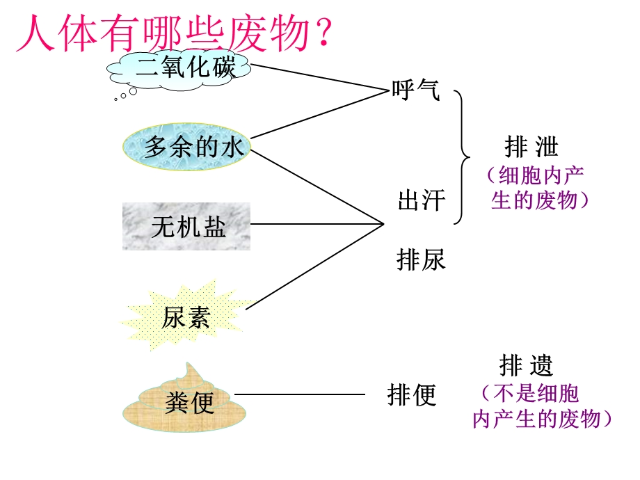 人体内废物的排出PPT课件.ppt_第3页