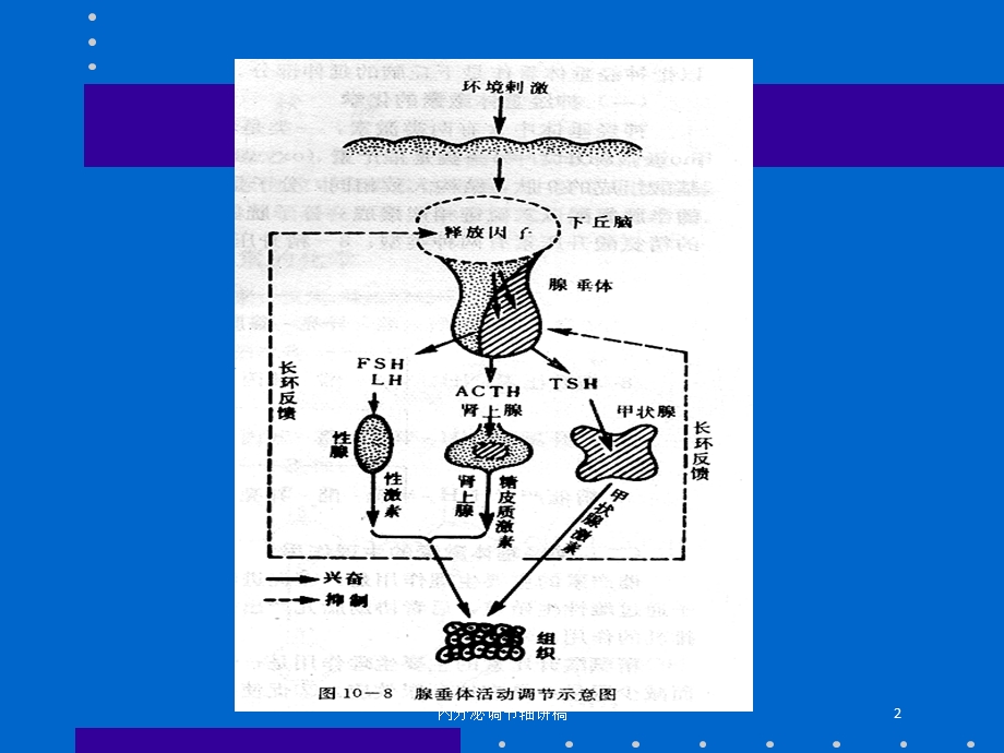 内分泌调节轴讲稿培训课件.ppt_第2页