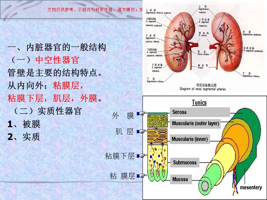 内脏学概述医学知识讲座培训课件.ppt_第2页