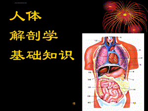 人体解剖学基础概述ppt课件.ppt