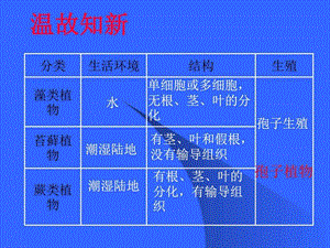 初一生物《种子植物》课件.ppt