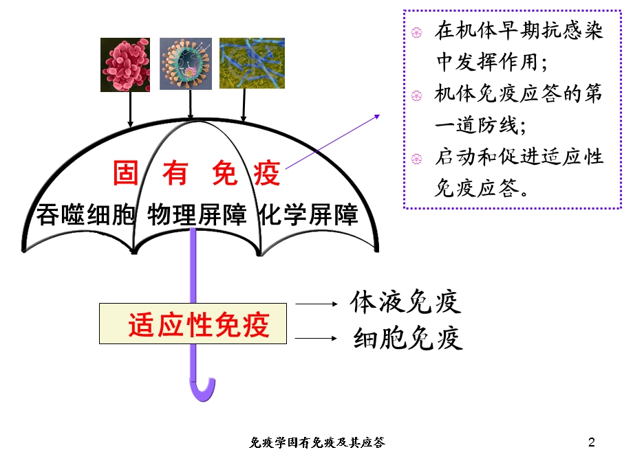 免疫学固有免疫及其应答培训课件.ppt_第2页