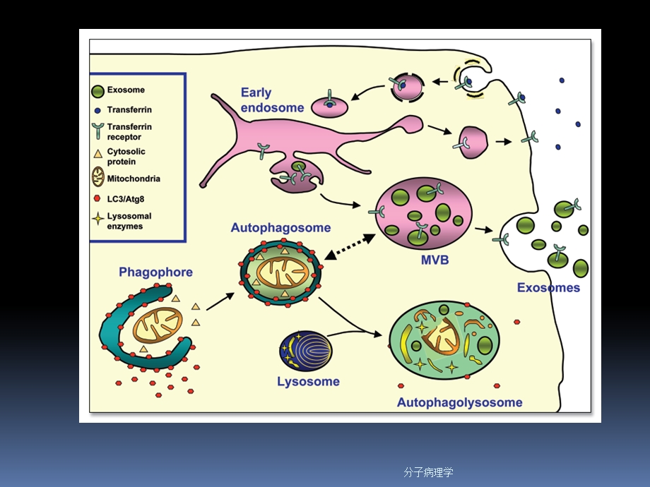 分子病理学课件.ppt_第2页