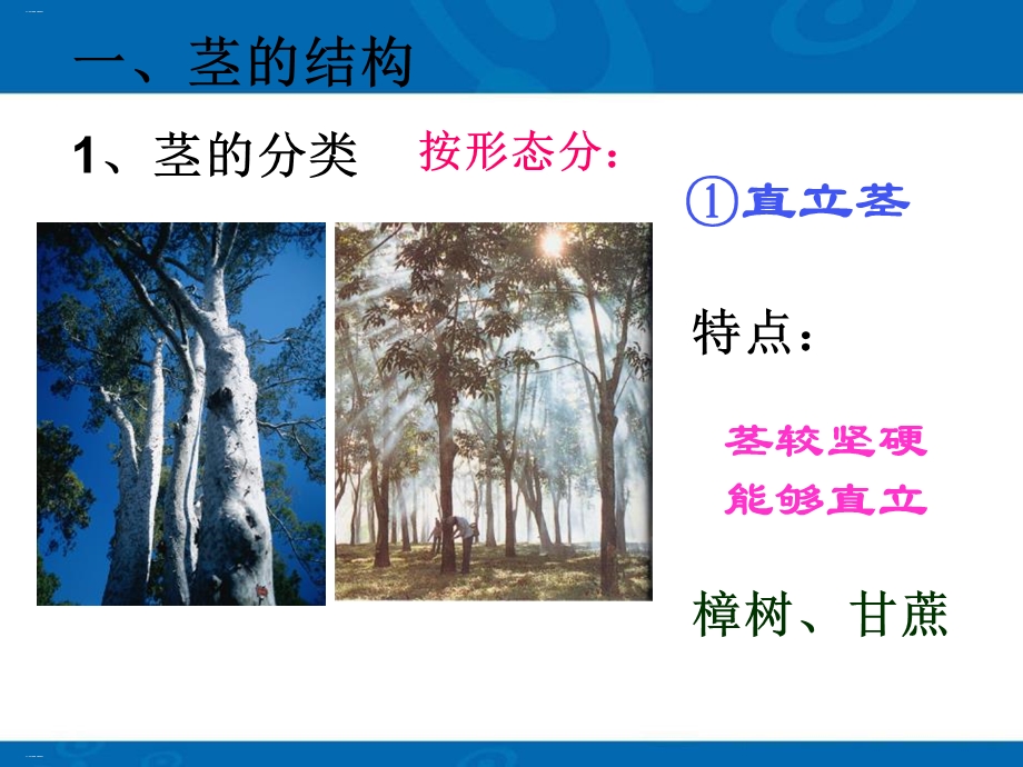 《植物的茎与物质运输》ppt(完美版)课件.pptx_第3页