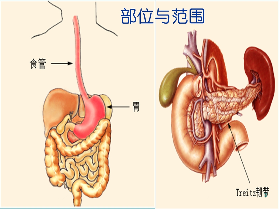 上消化道出血诊治指南ppt课件.ppt_第3页