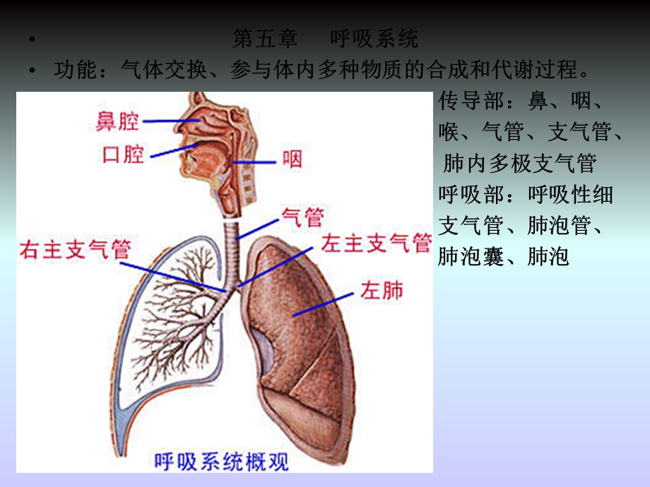 免疫学第五章呼吸系统课件.ppt_第1页