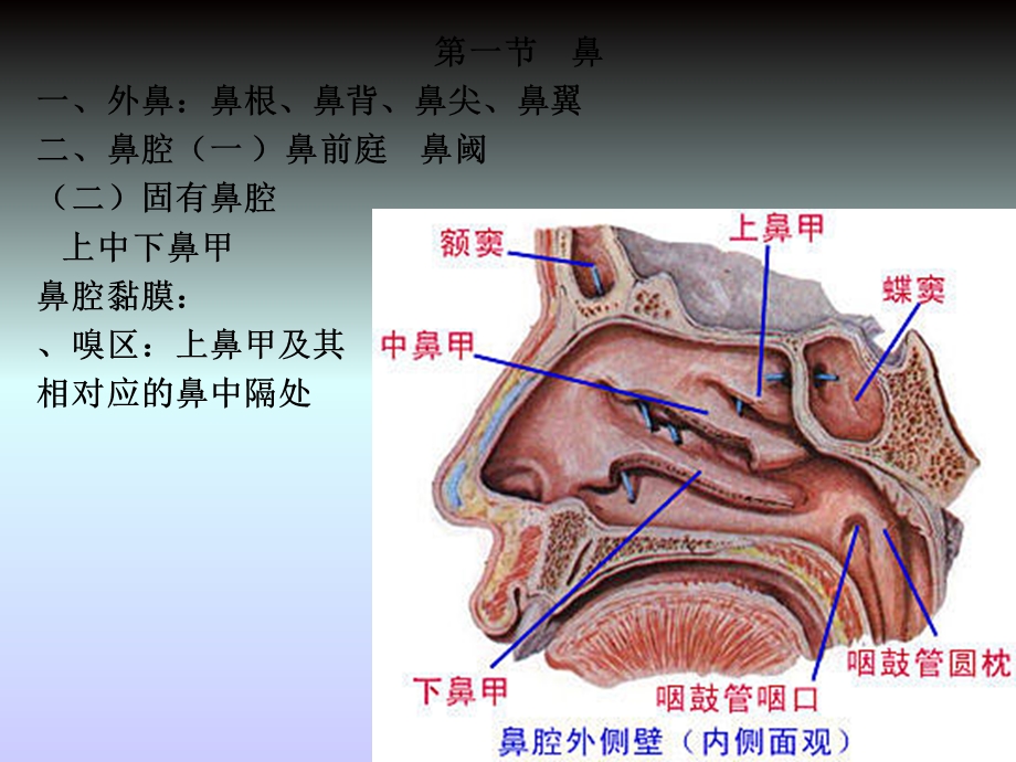 免疫学第五章呼吸系统课件.ppt_第2页