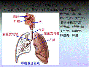 免疫学第五章呼吸系统课件.ppt