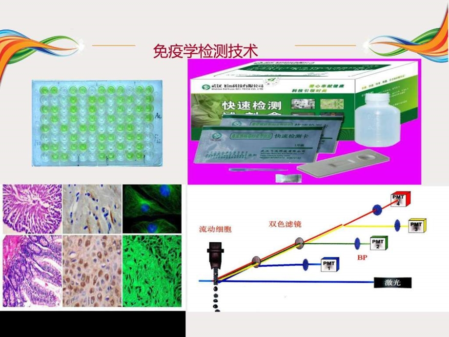 免疫学技术及其应用 课件.ppt_第3页