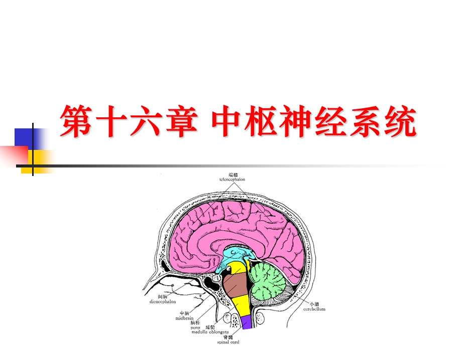 中枢神经系统解剖ppt课件.ppt_第1页